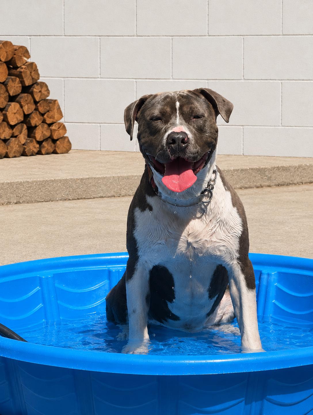 Prince, a ADOPTABLE Mixed Breed in Huntsville, AL image 2/6