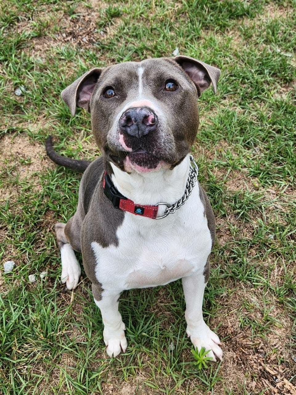 Prince, a ADOPTABLE Mixed Breed in Huntsville, AL image 3/6