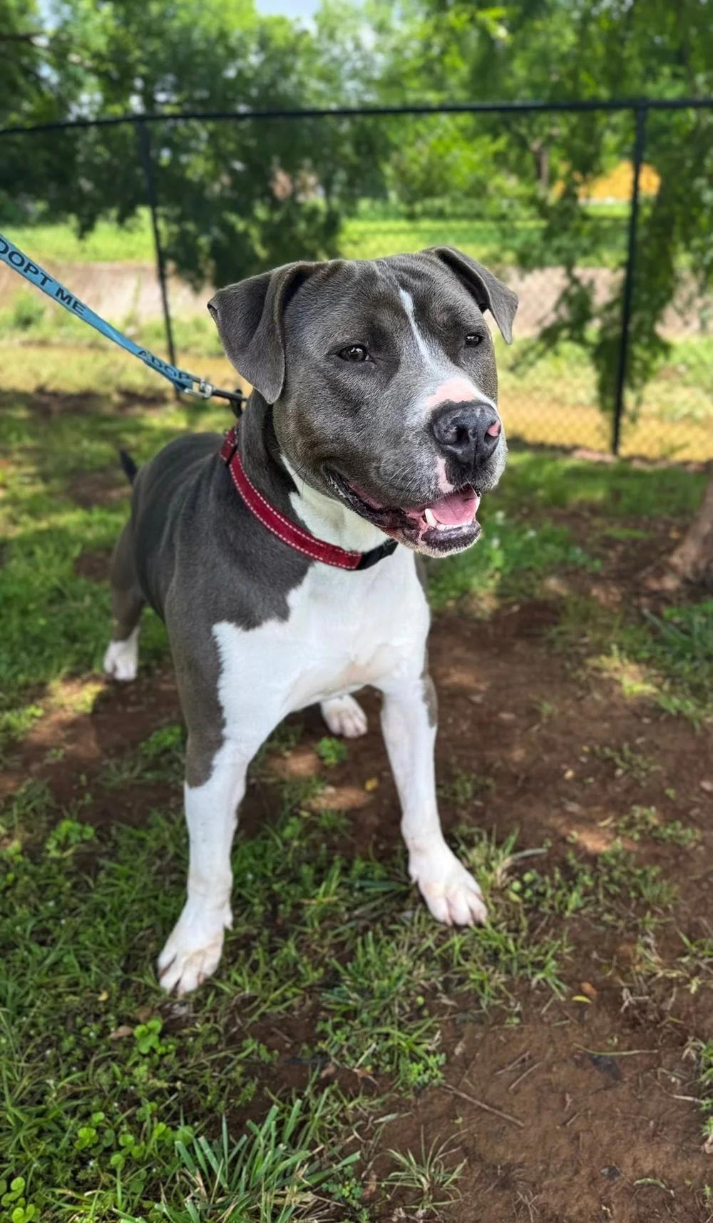 Prince, a ADOPTABLE Mixed Breed in Huntsville, AL image 1/6