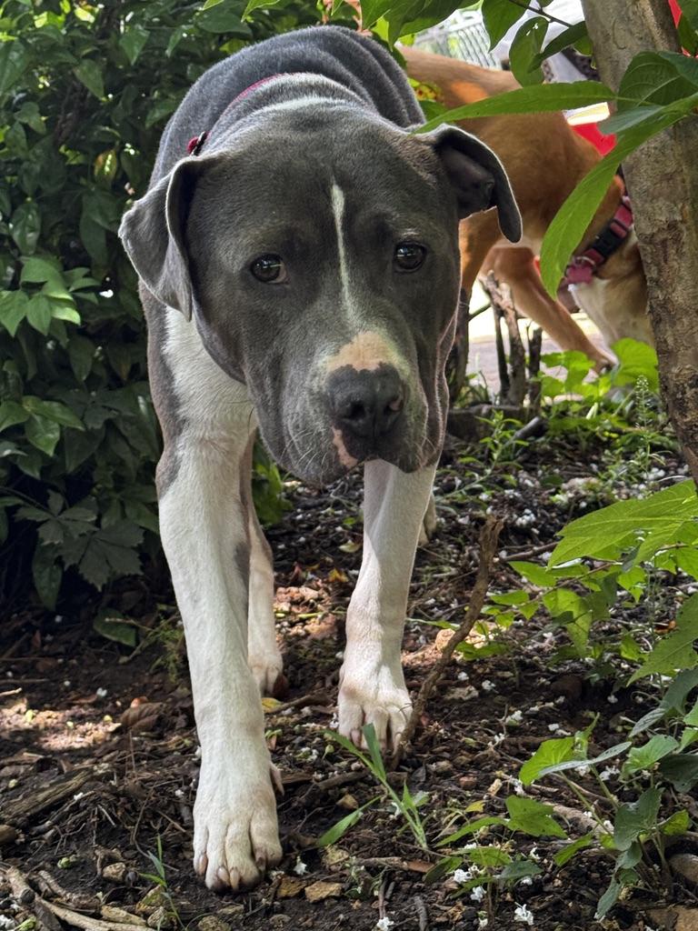 Prince, a ADOPTABLE Mixed Breed in Huntsville, AL image 4/6