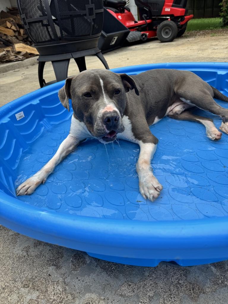 Prince, a ADOPTABLE Mixed Breed in Huntsville, AL image 6/6