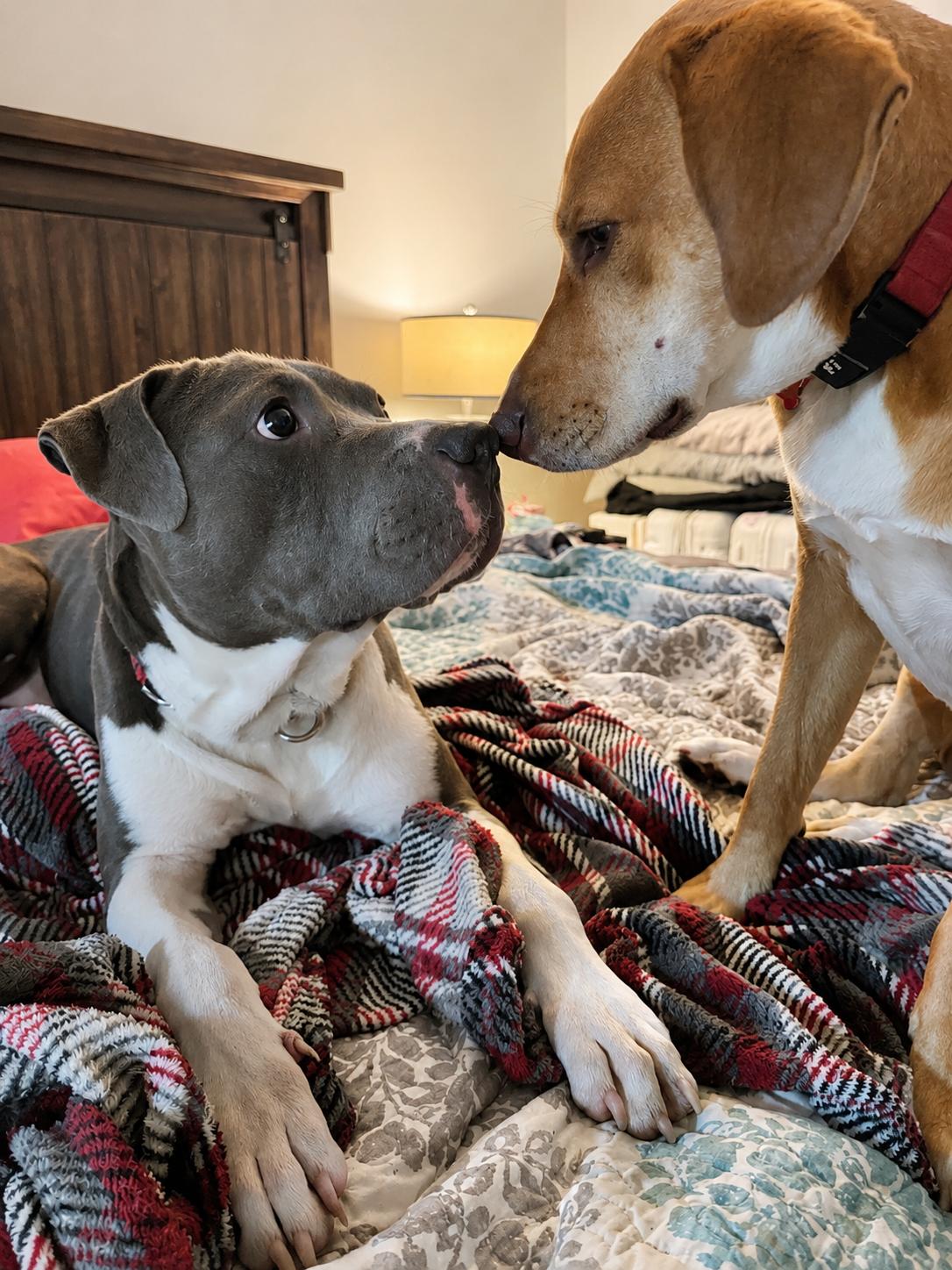 Prince, a ADOPTABLE Mixed Breed in Huntsville, AL image 5/6