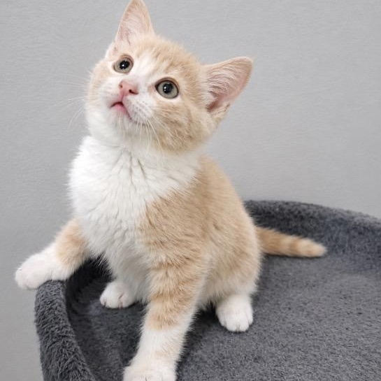 Sammy, Adoptable, Kitten Male Domestic Short Hair.