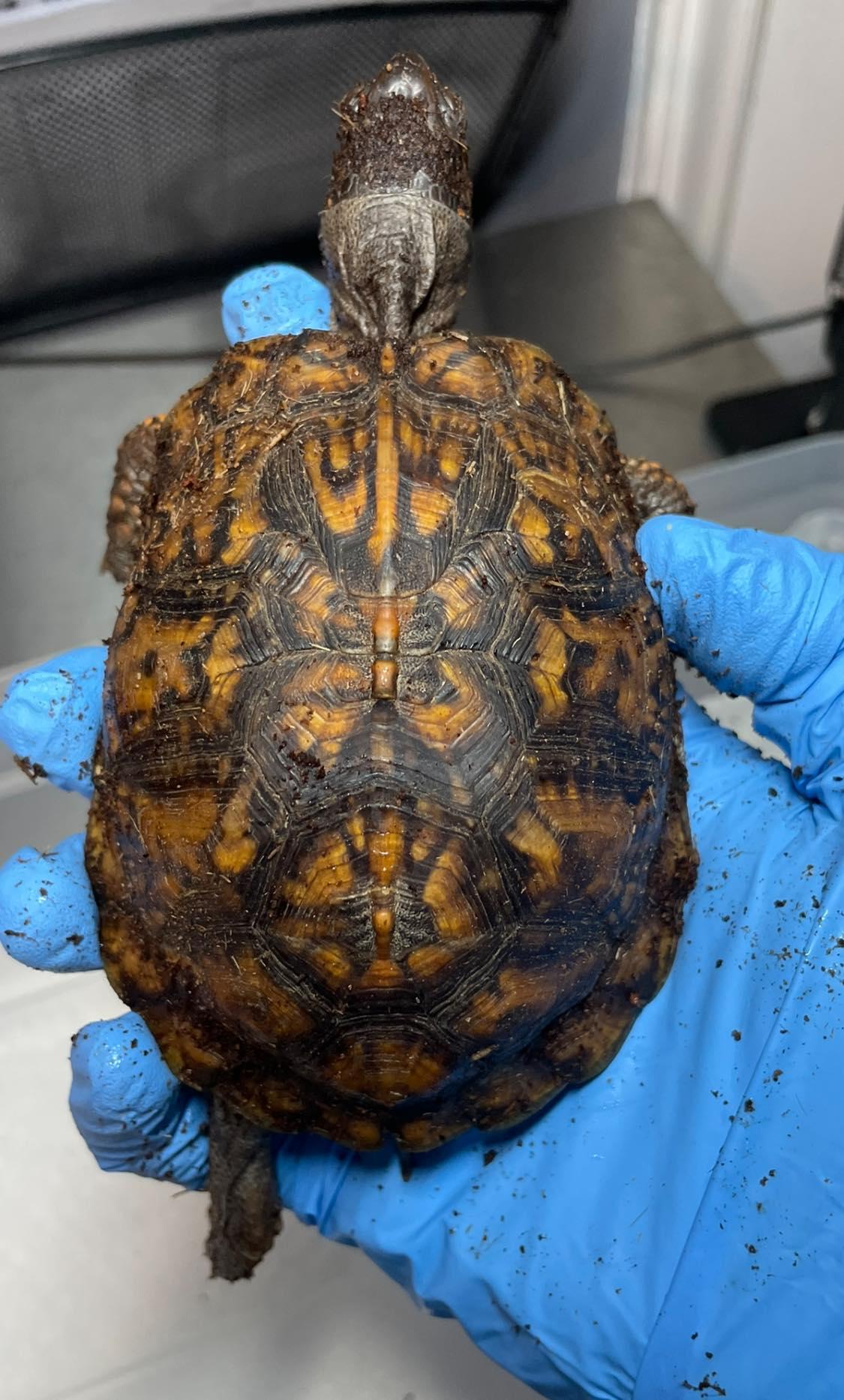 Enlarge Mallard, a Adoptable Eastern Box in Durham, NC image 2/2