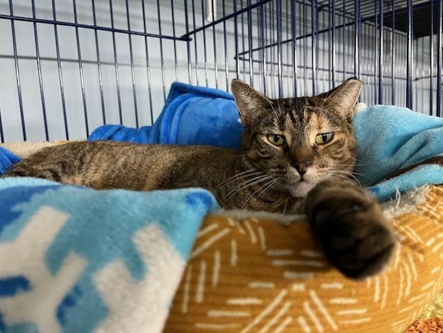 Enlarge Gigi, a ADOPTABLE mixed breed in Grosse Ile, MI image 1/1