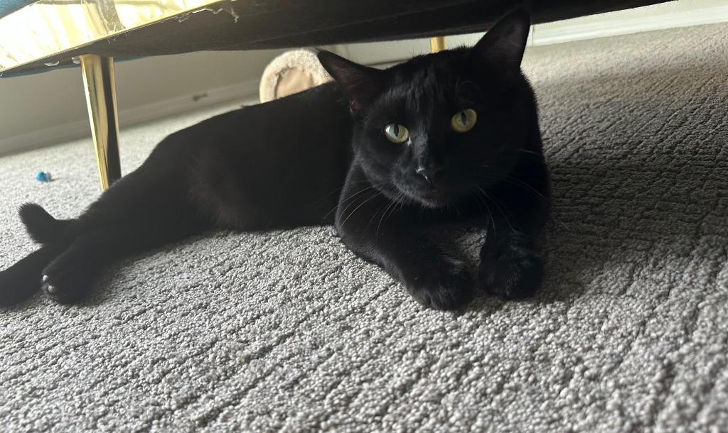Owen, Adoptable, Young Male Domestic Short Hair.