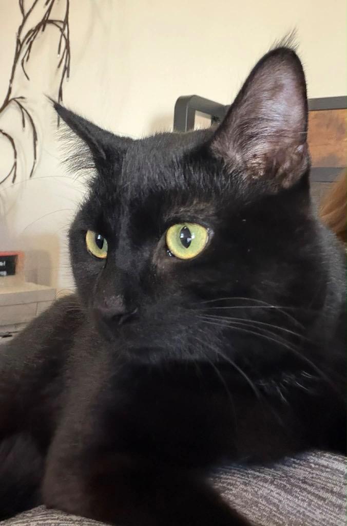 Owen, Adoptable, Young Male Domestic Short Hair.