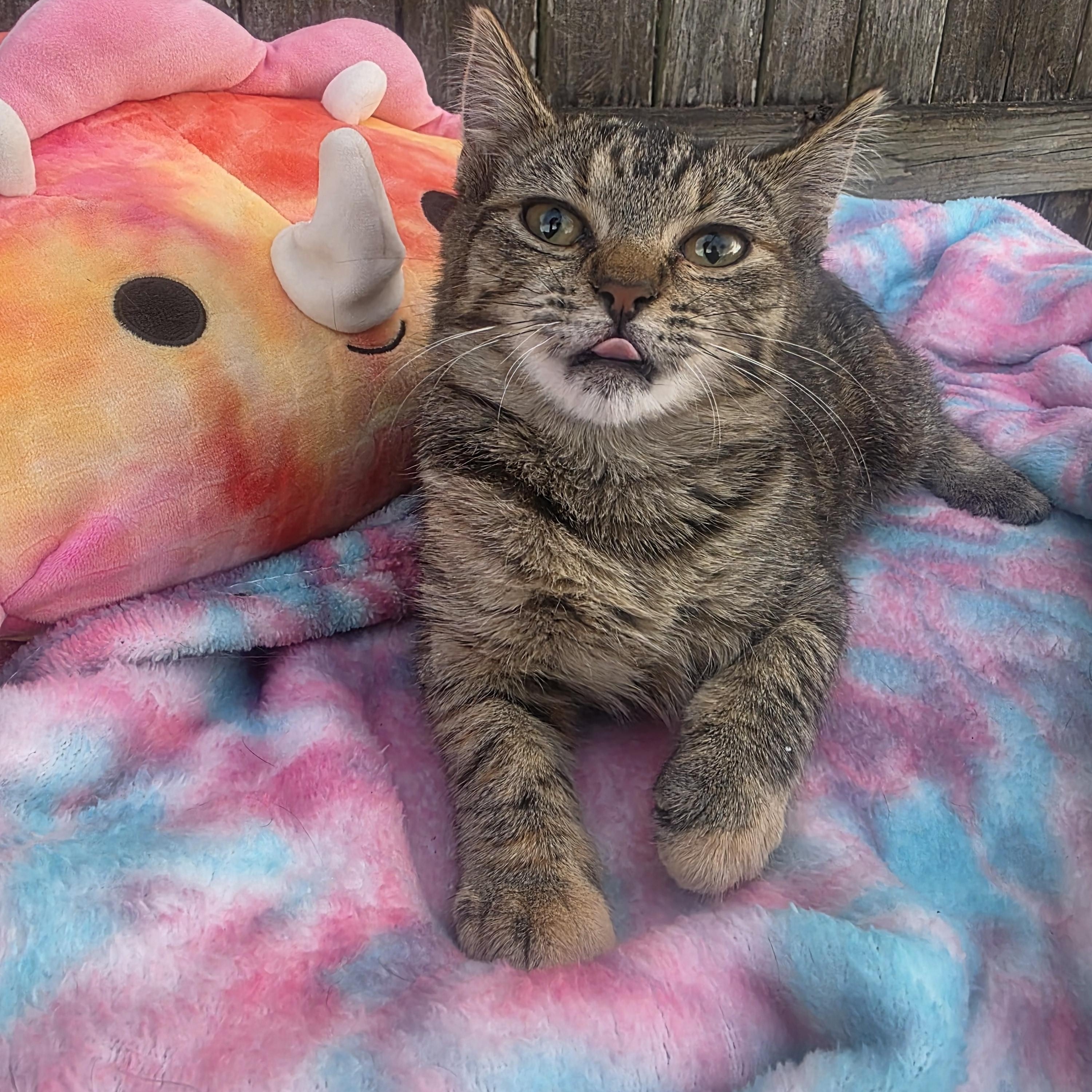 Grace, an adopted Tabby in Boca Raton, FL image 1/3