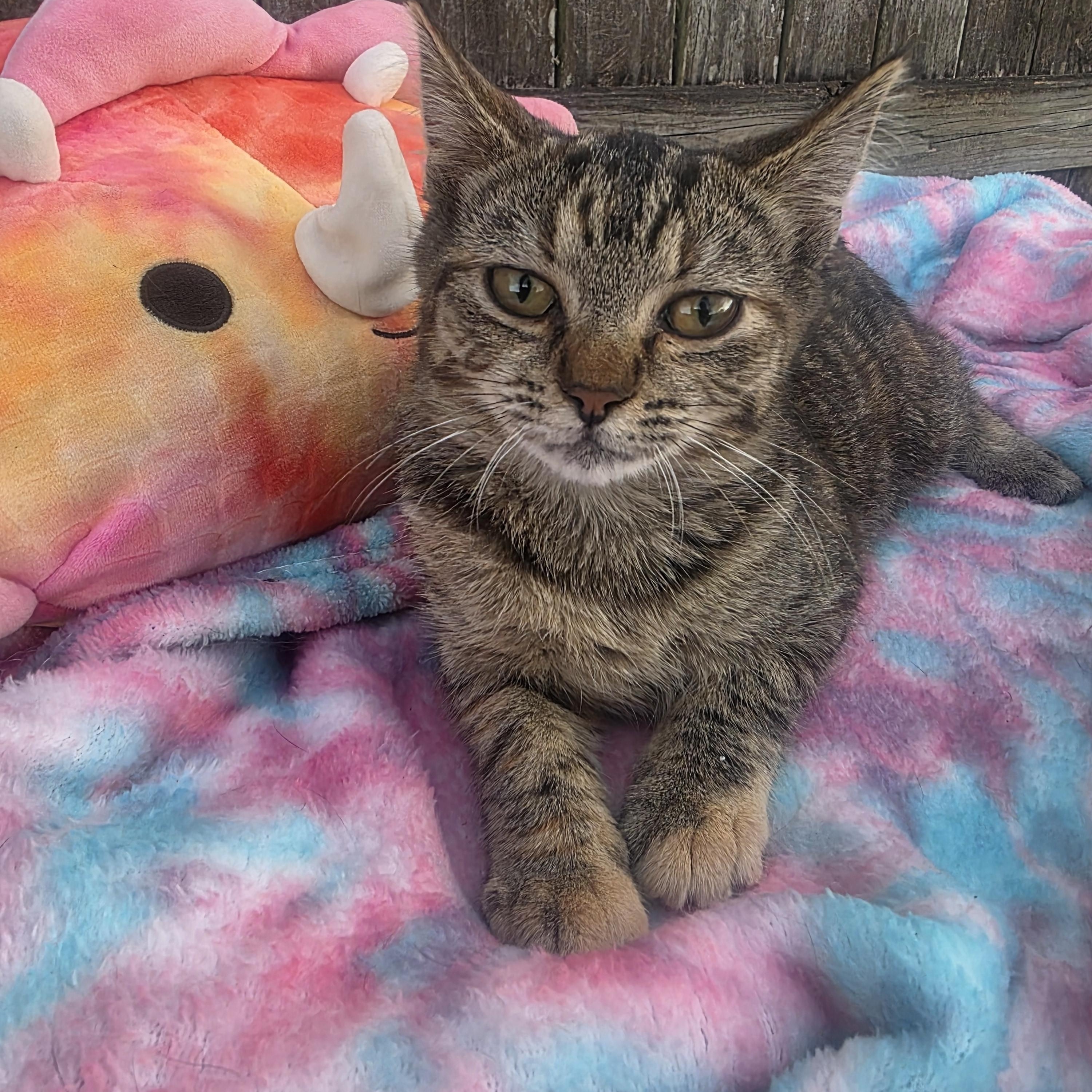Grace, an adopted Tabby in Boca Raton, FL image 2/3