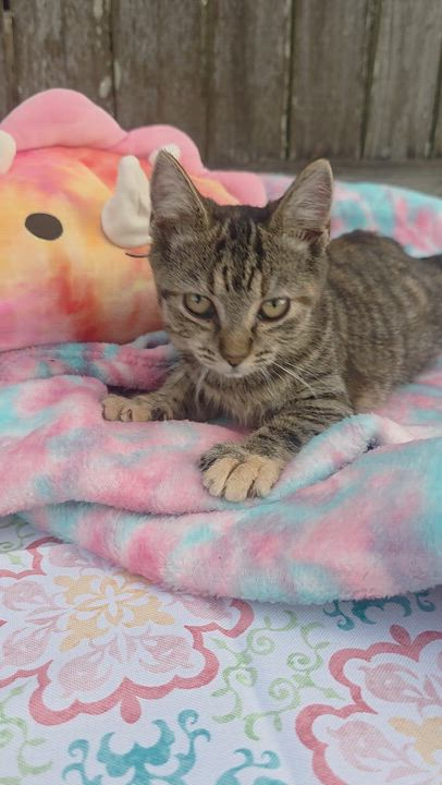 Enlarge Grace, an adopted Tabby in Boca Raton, FL video 3/3