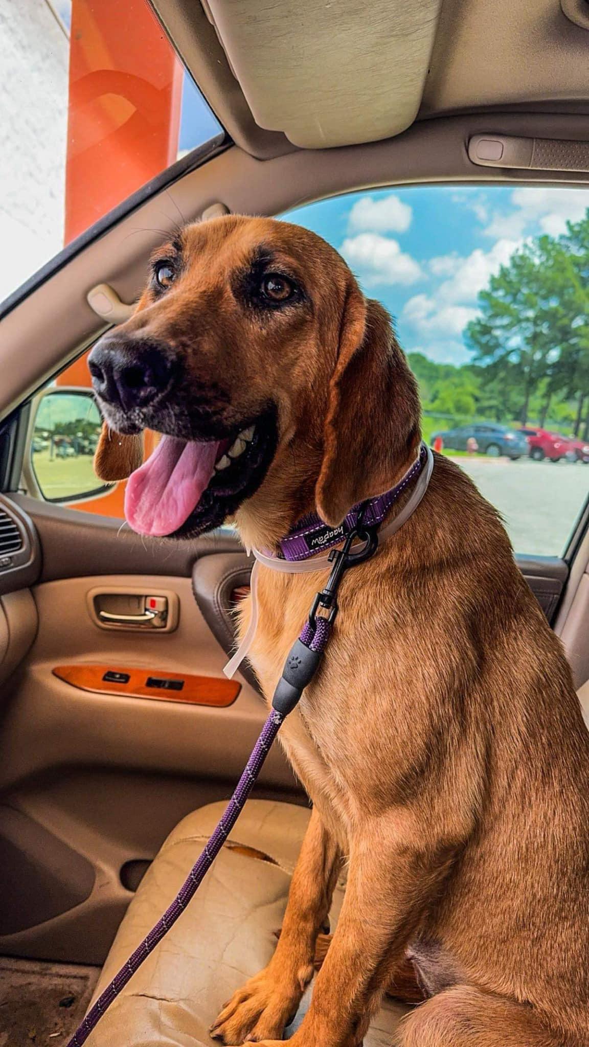 Lady Bird, Adopted, Young Female Bloodhound.