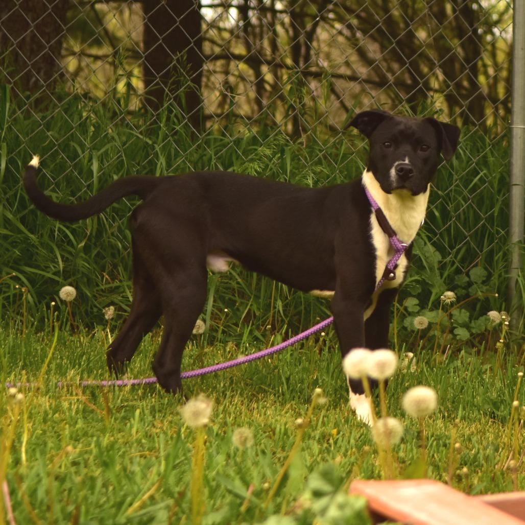 Biggs, a Adoptable Mixed Breed in Owosso, MI image 1/2
