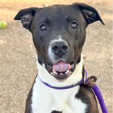 Biggs, a Adoptable Mixed Breed in Owosso, MI image 2/2