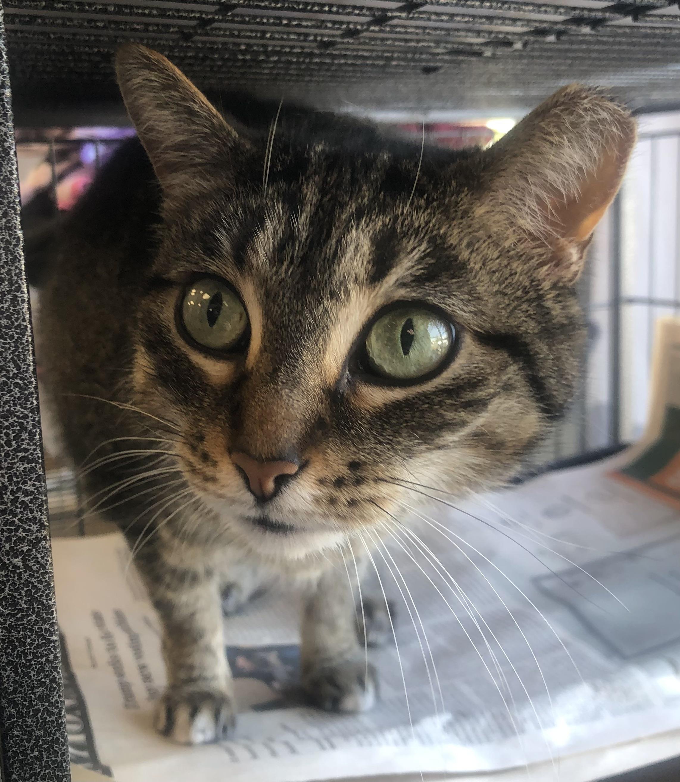 Nova, ADOPTABLE, Young Female Domestic Short Hair.