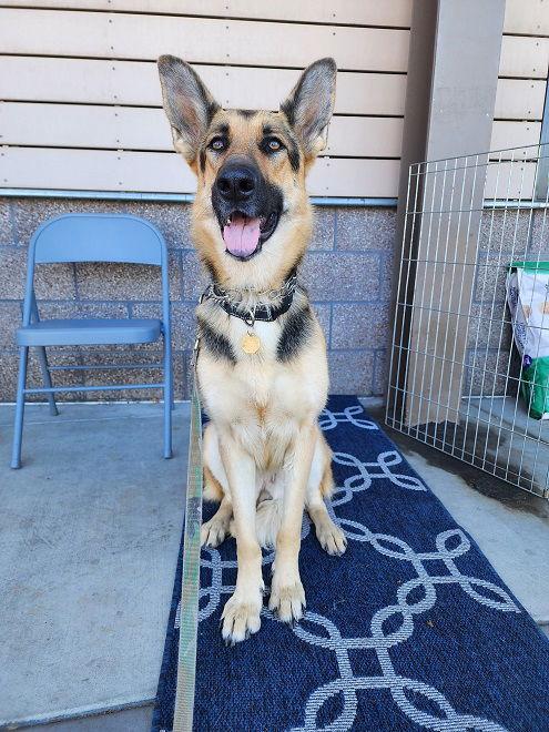 Tara M, Adoptable, Adult Female German Shepherd Dog.
