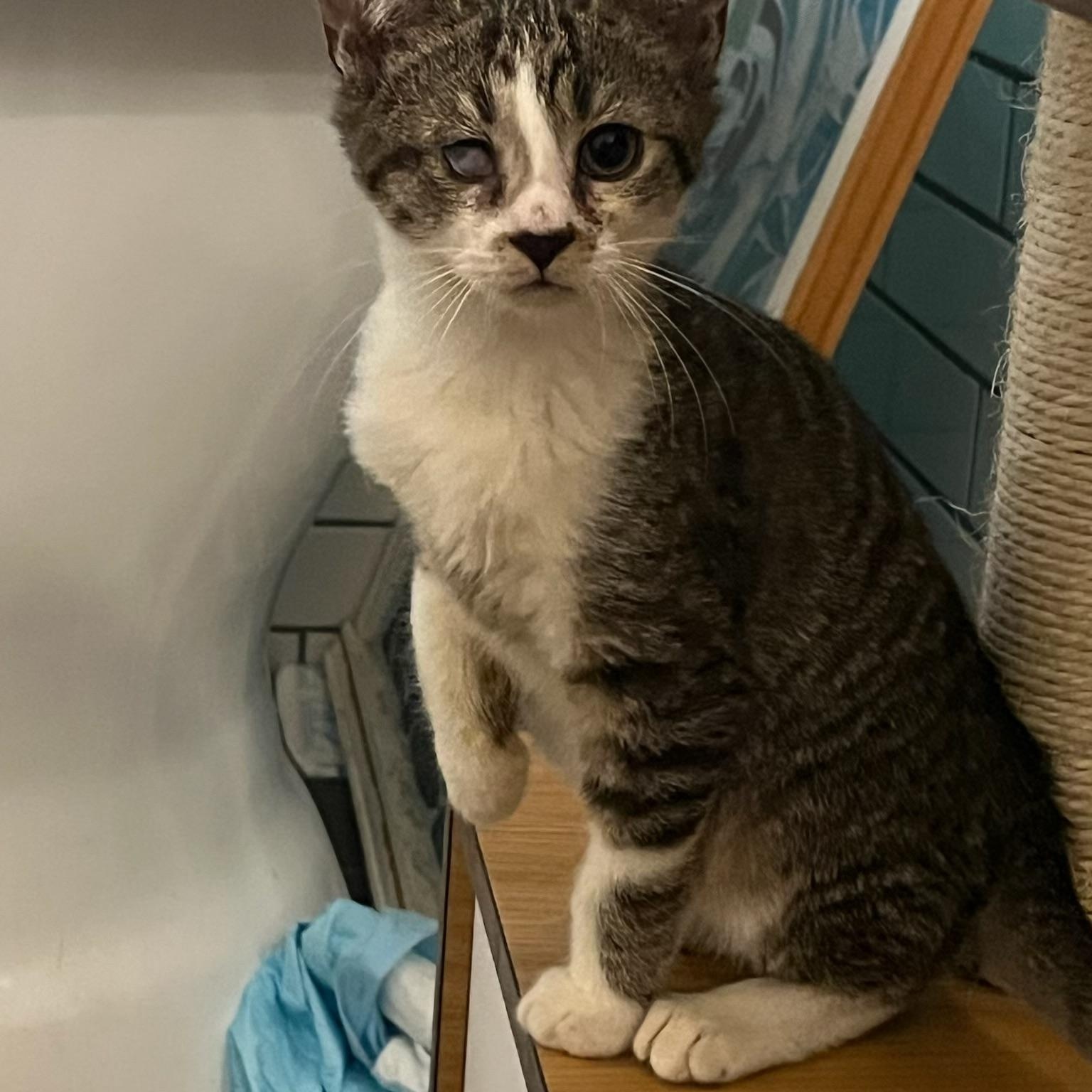 Enlarge Uruk-hai, a Adoptable Domestic Short Hair in New York City, NY image 3/6