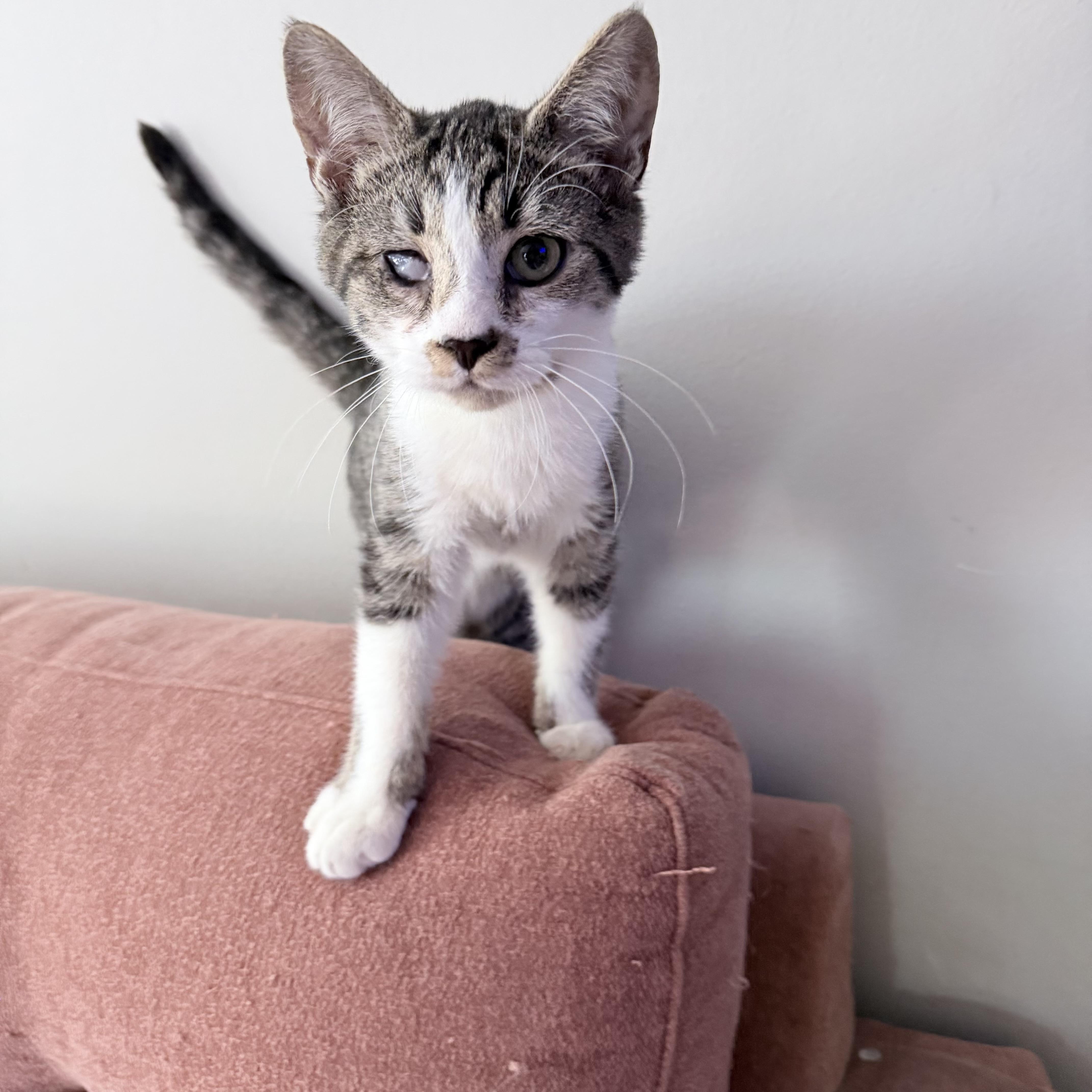 Enlarge Uruk-hai, a Adoptable Domestic Short Hair in New York City, NY image 1/6