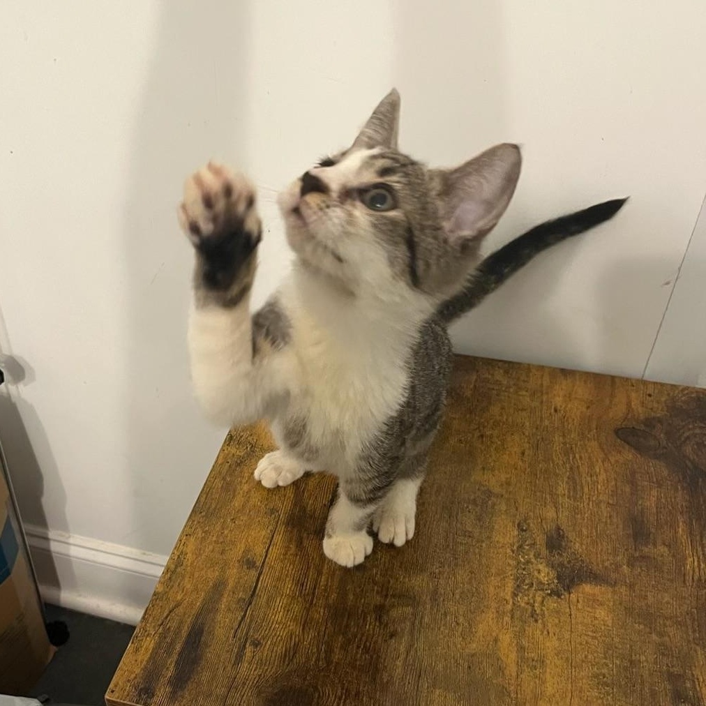 Enlarge Uruk-hai, a Adoptable Domestic Short Hair in New York City, NY image 5/6