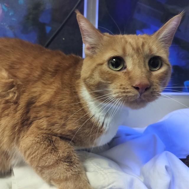 CALI, Adoptable, Adult Female Domestic Short Hair.