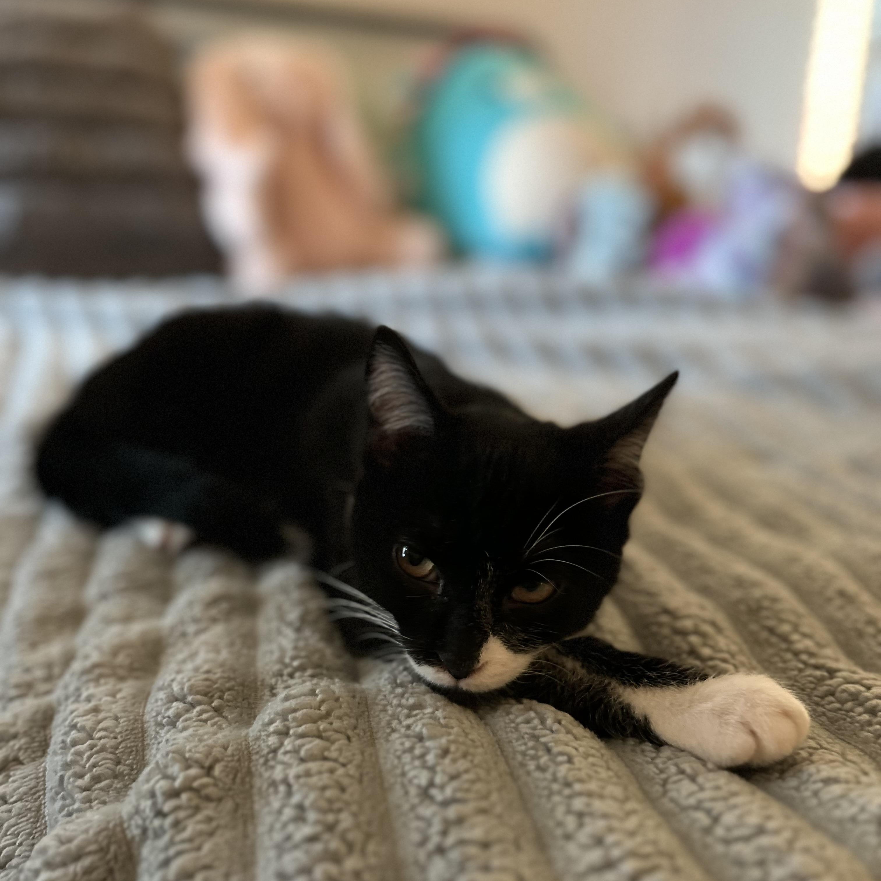 Mylo, a Adoptable Domestic Short Hair in Davis, CA image 4/6