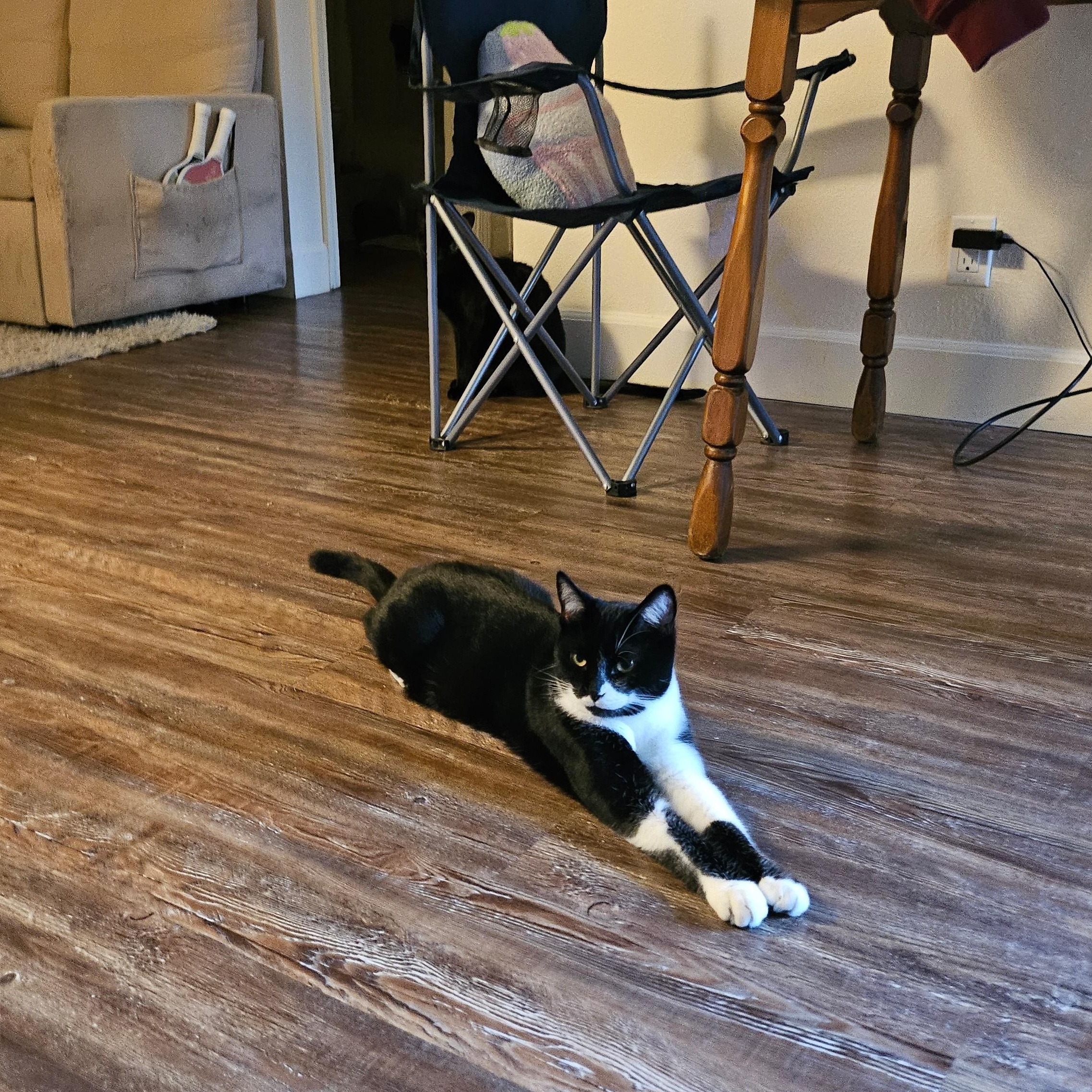 Mylo, a Adoptable Domestic Short Hair in Davis, CA image 3/6