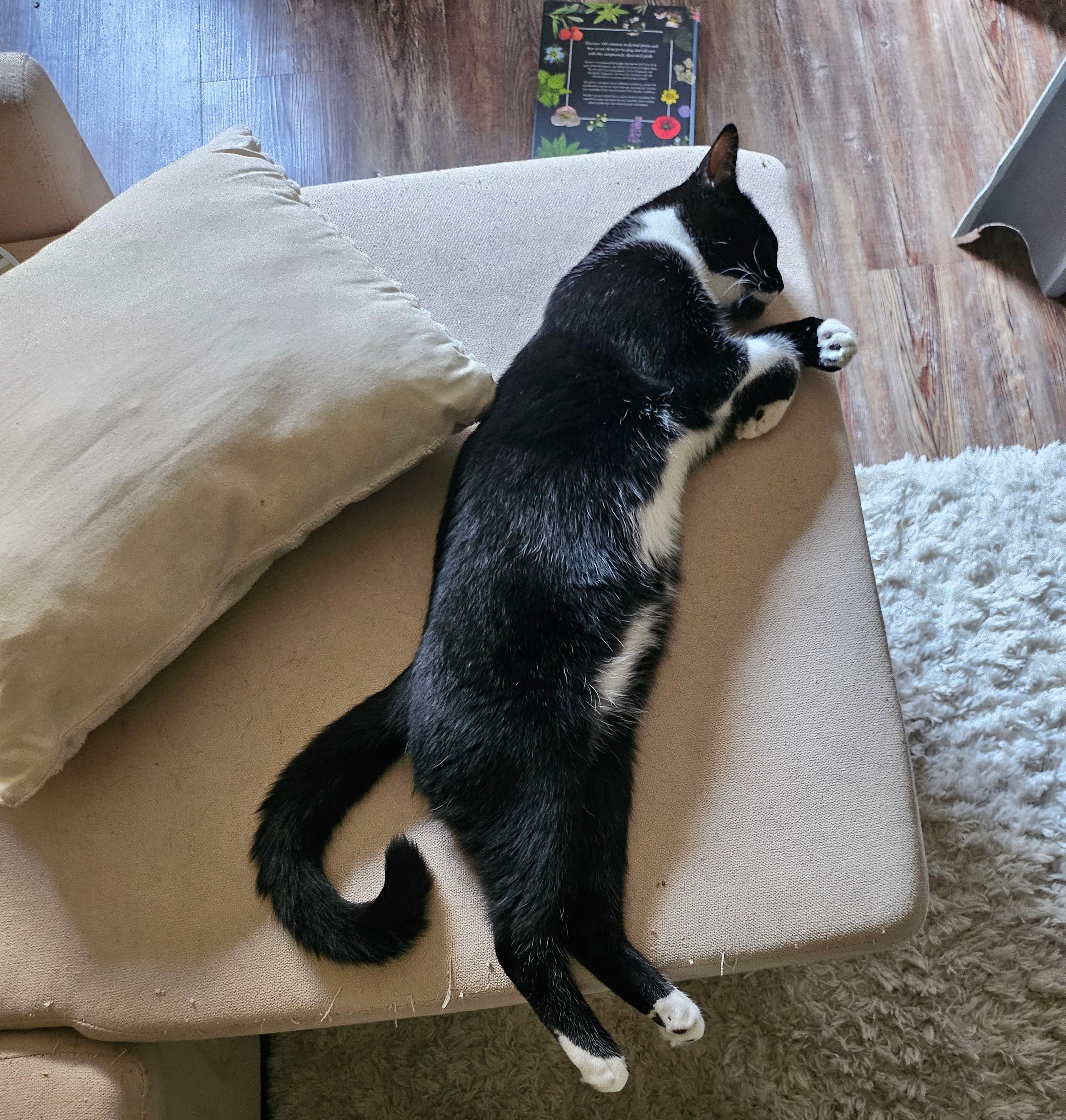 Mylo, a Adoptable Domestic Short Hair in Davis, CA image 2/6