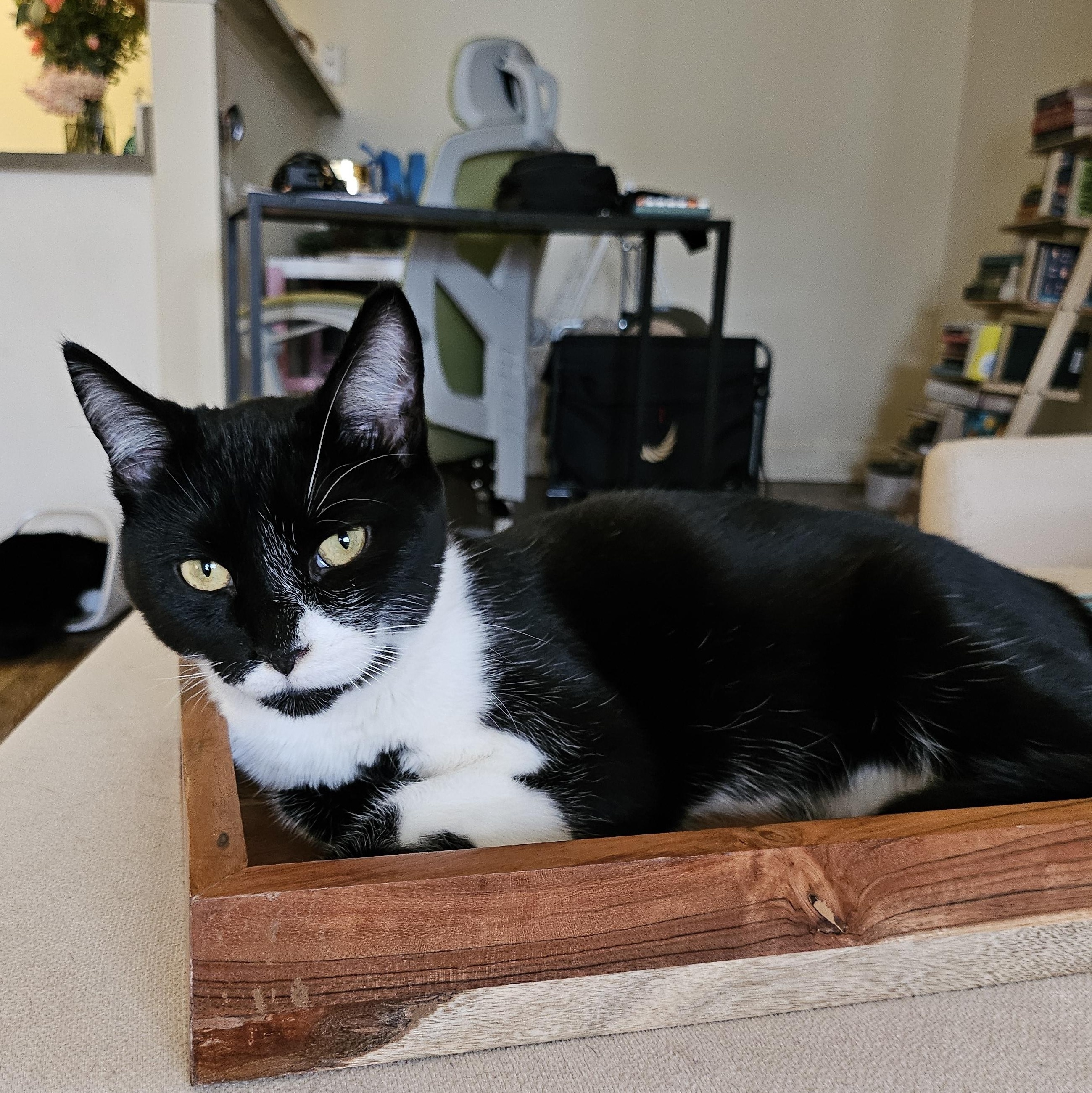 Mylo, Adoptable, Kitten Male Domestic Short Hair.