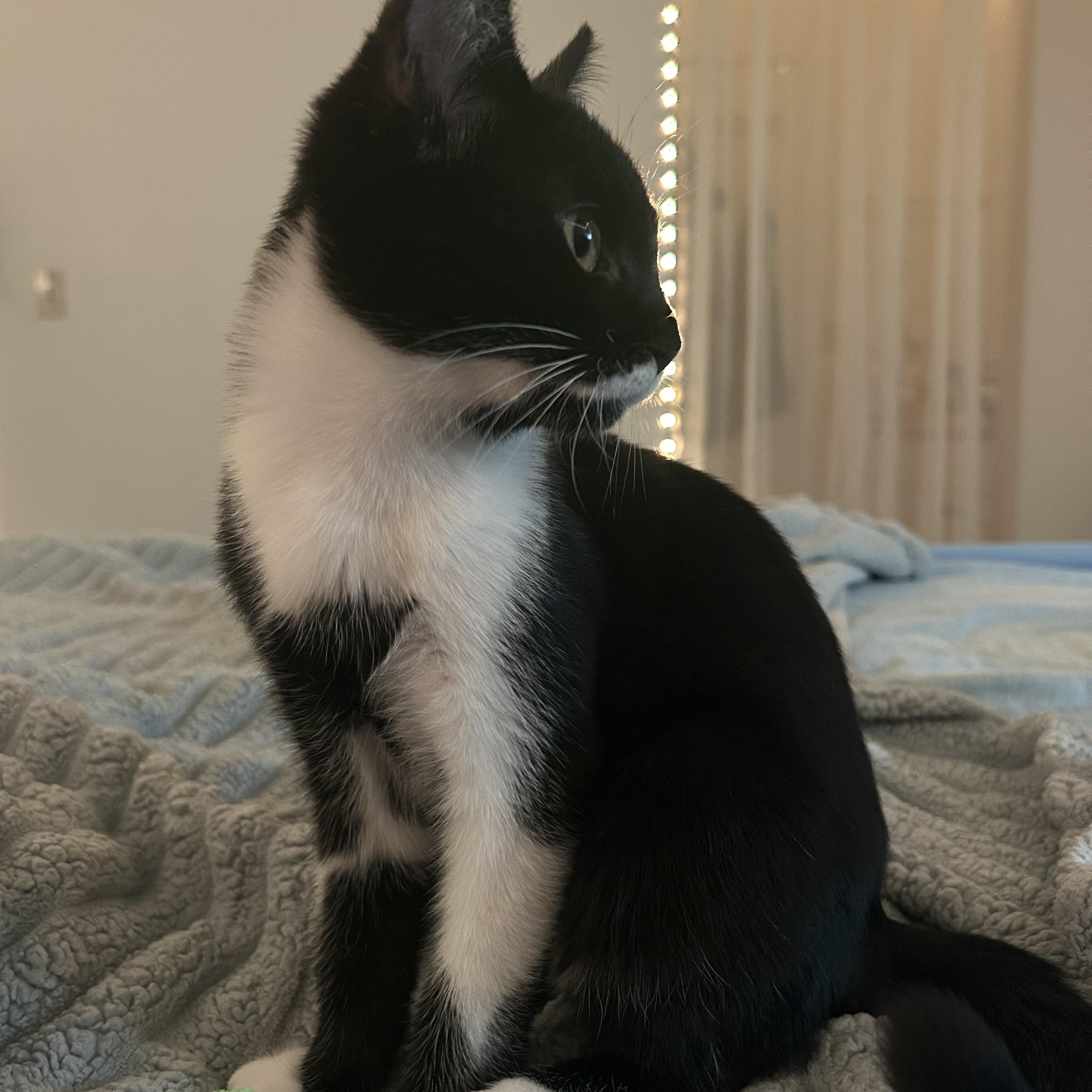 Mylo, a Adoptable Domestic Short Hair in Davis, CA image 5/6