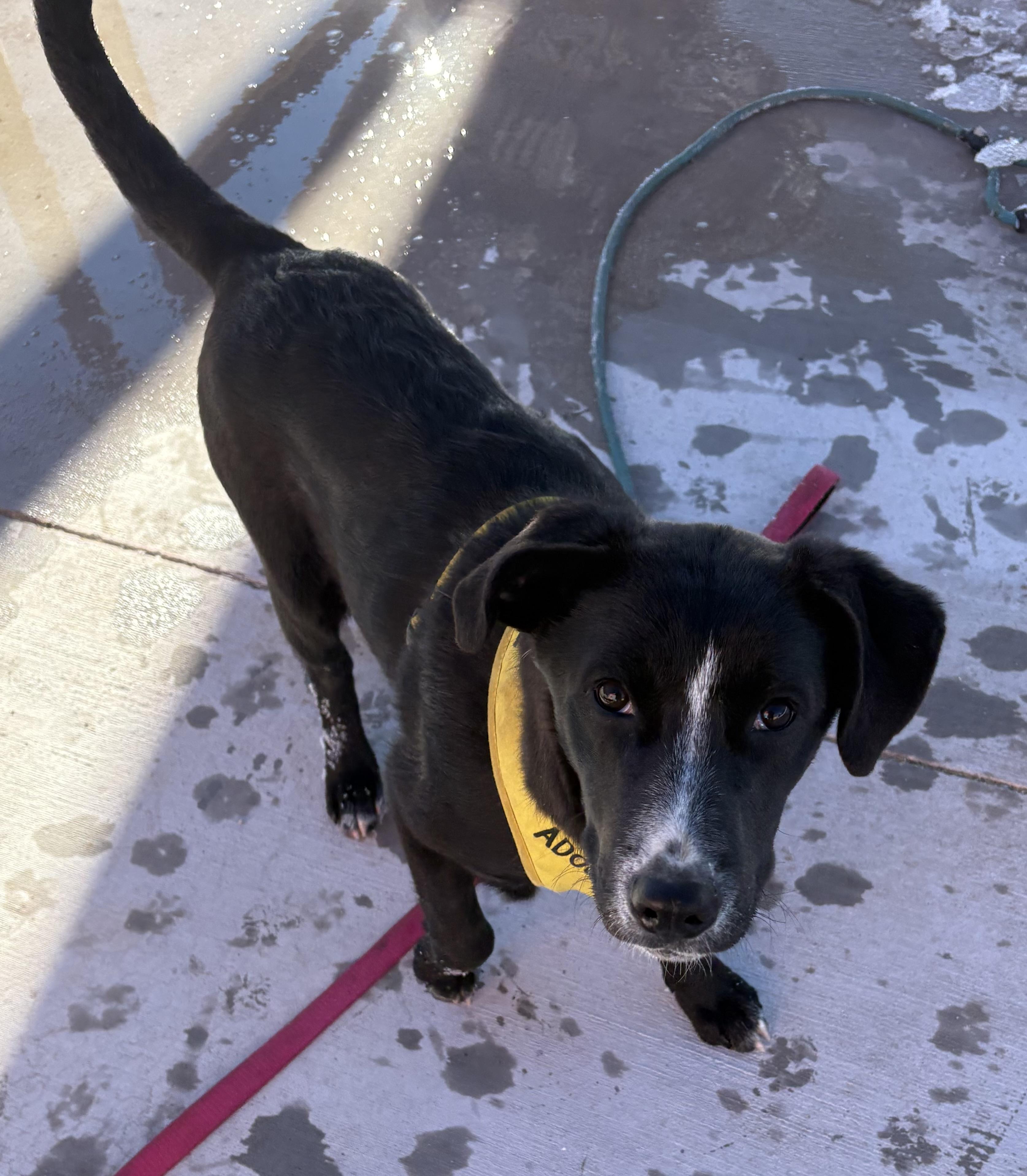 Enlarge Benjamin, a Adoptable mixed breed in Albuquerque, NM image 3/4