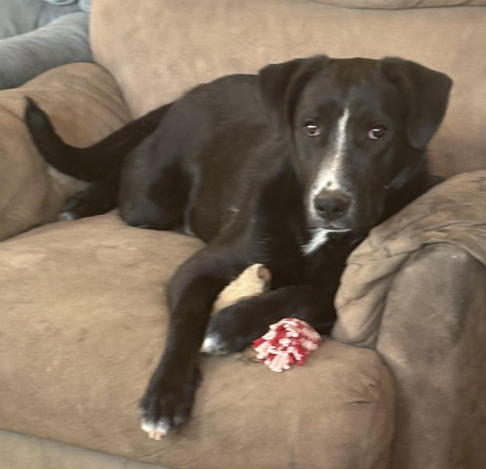 Enlarge Benjamin, a Adoptable mixed breed in Albuquerque, NM image 2/4