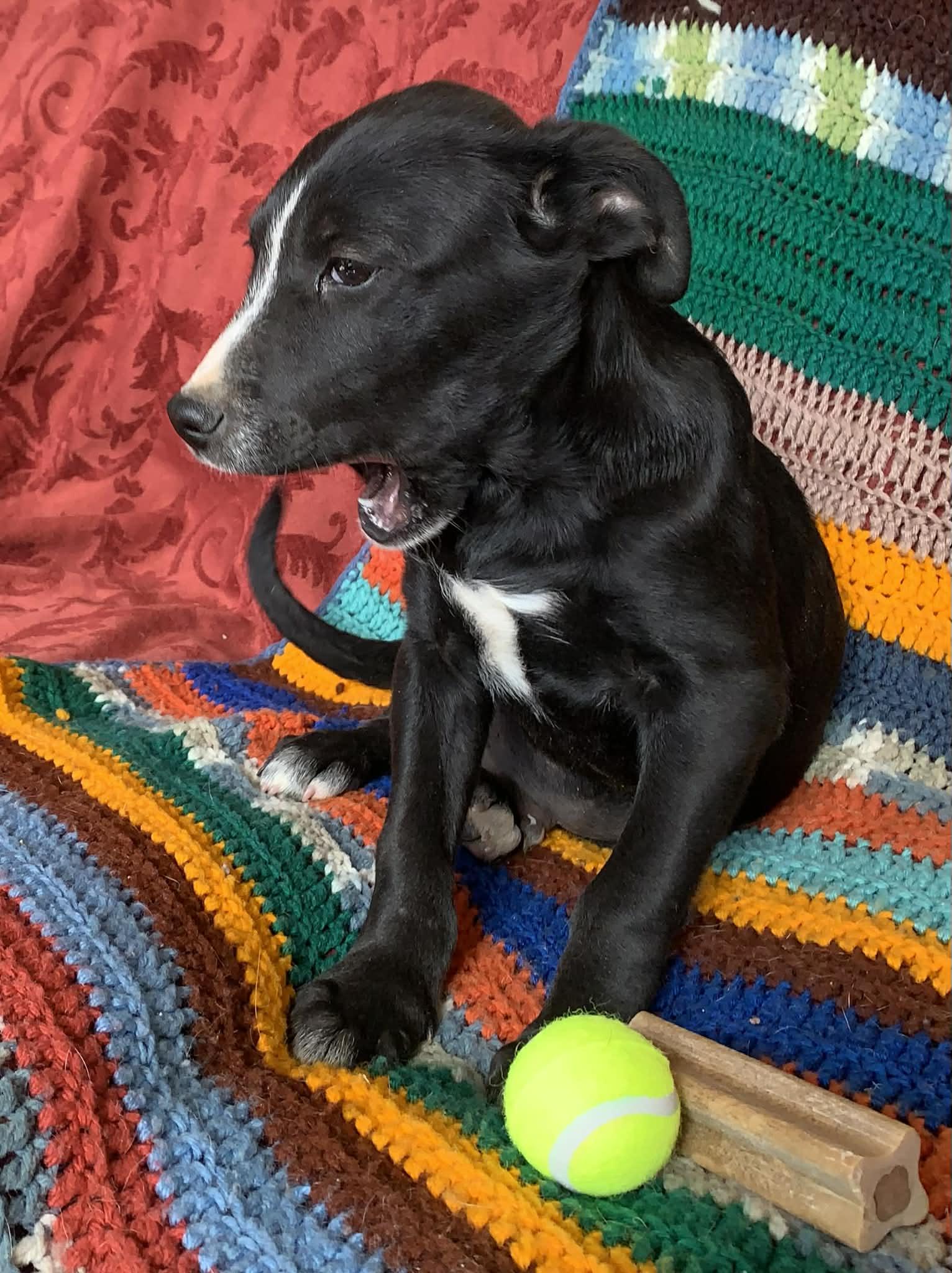 Enlarge Benjamin, a Adoptable mixed breed in Albuquerque, NM image 1/1