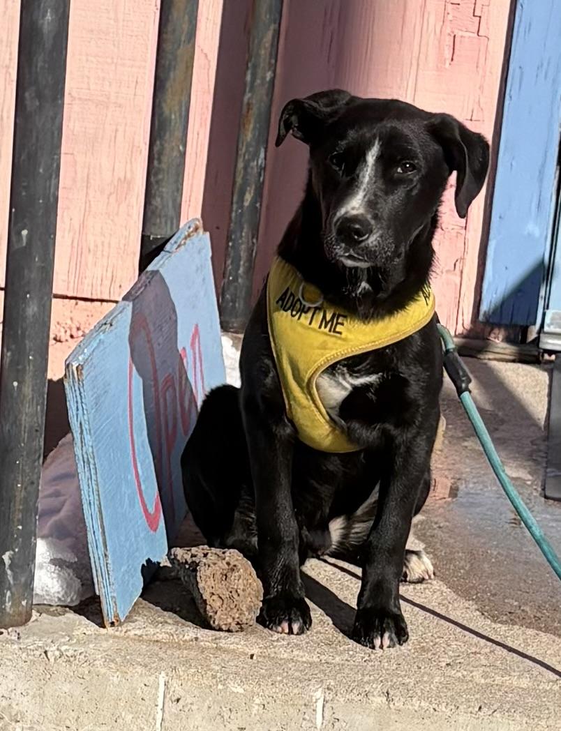 Enlarge Benjamin, a Adoptable mixed breed in Albuquerque, NM image 1/4