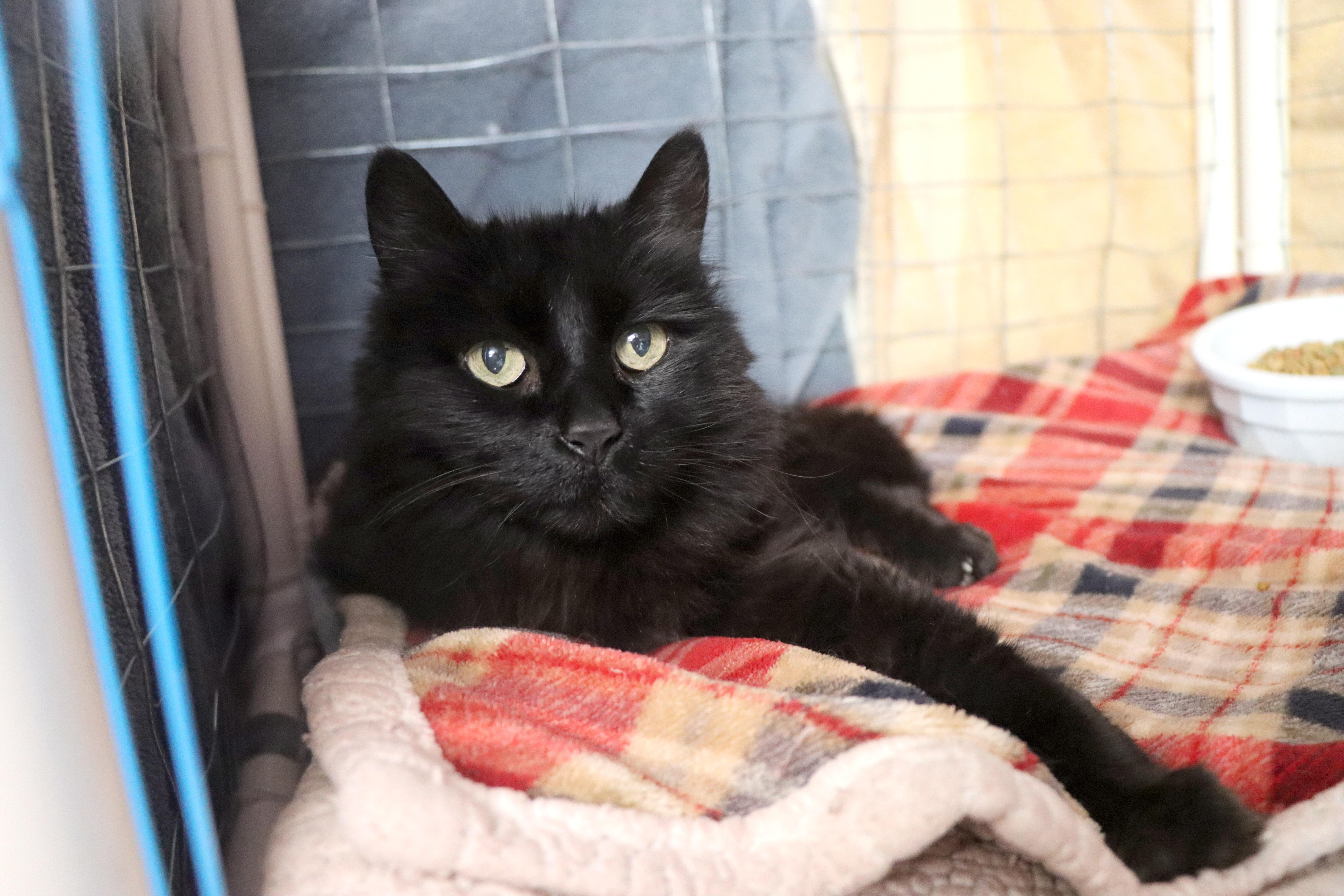 Snuggles, an adoptable Domestic Medium Hair in House Springs, MO_image-1