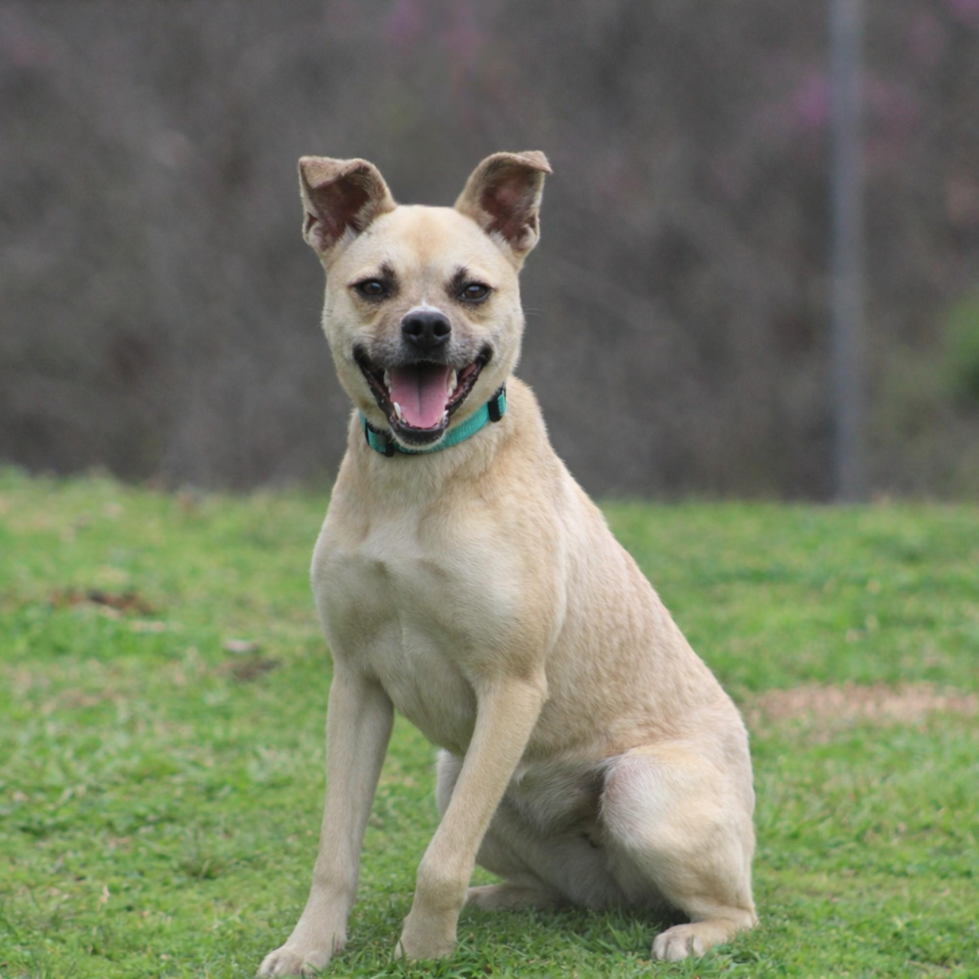 Enlarge Patty, a ADOPTABLE mixed breed in Conway, AR image 1/1