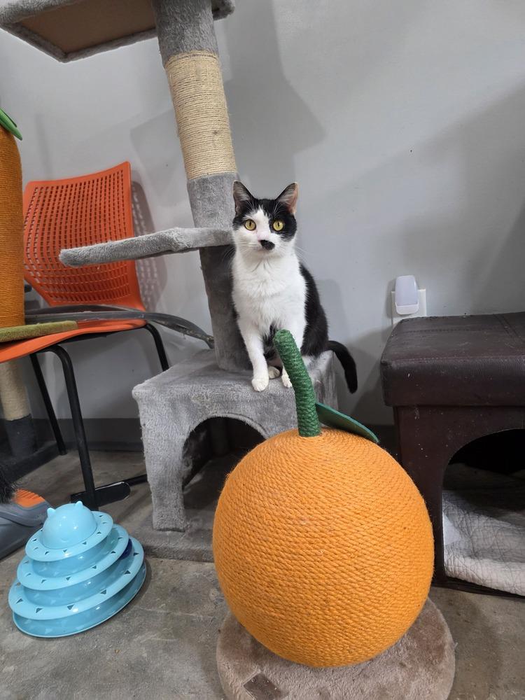 Enlarge Dottie, a Adoptable Domestic Short Hair in Lewisburg, TN image 2/2