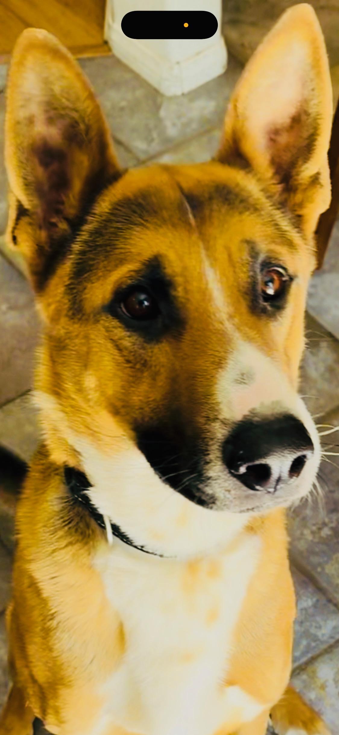Soulful Xander, a 1.5 year old Shepherd mix