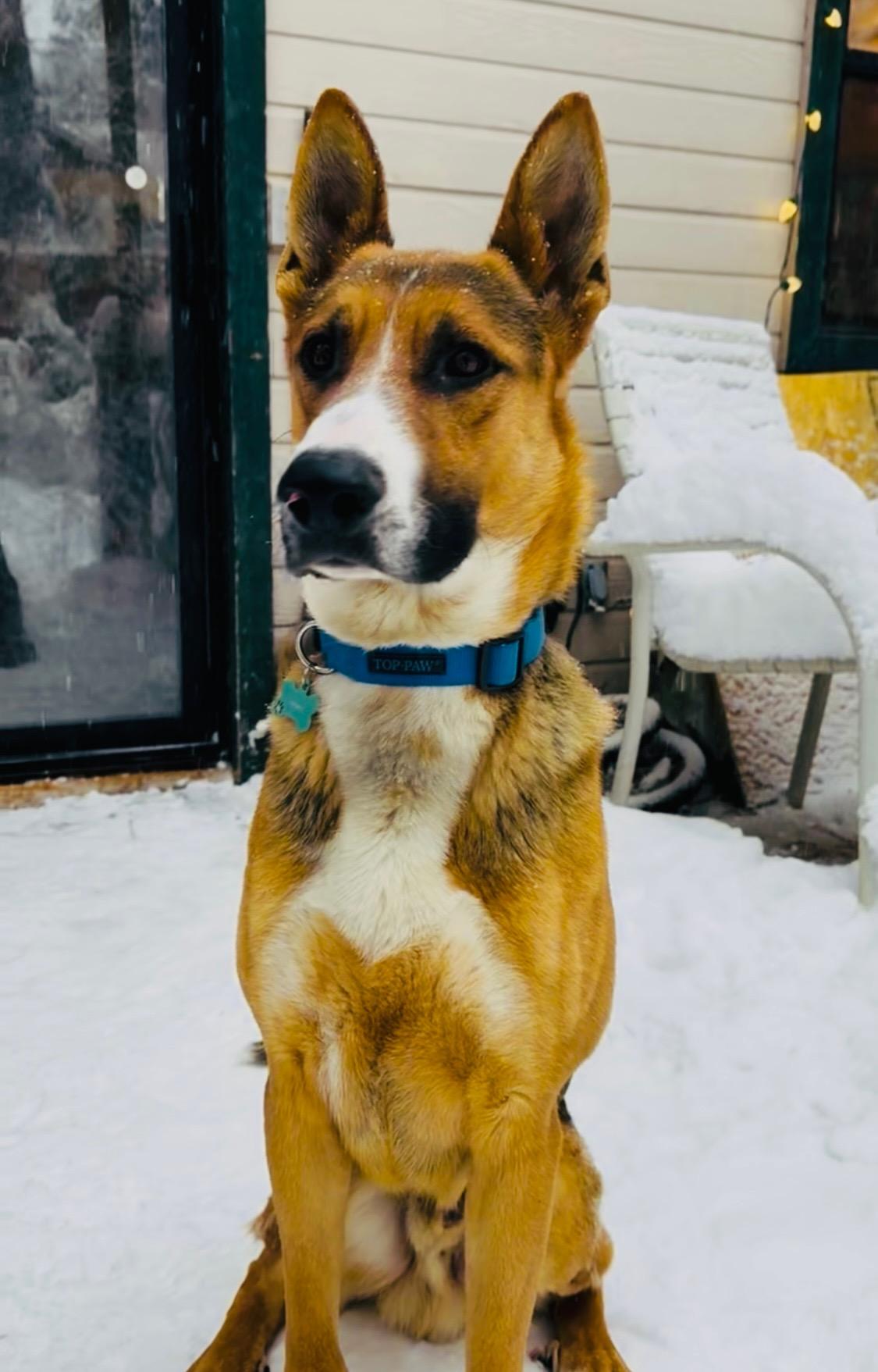 Soulful Xander, a 1.5 year old Shepherd mix, a Adoptable mixed breed in Encino, CA image 2/5