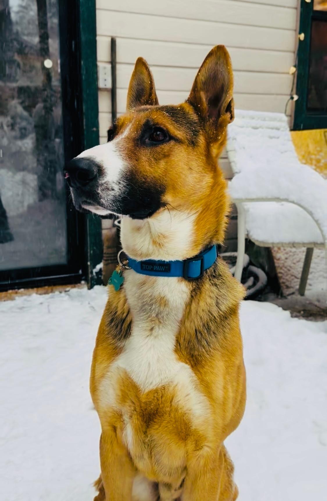 Soulful Xander, a 1.5 year old Shepherd mix, a Adoptable mixed breed in Encino, CA image 3/5