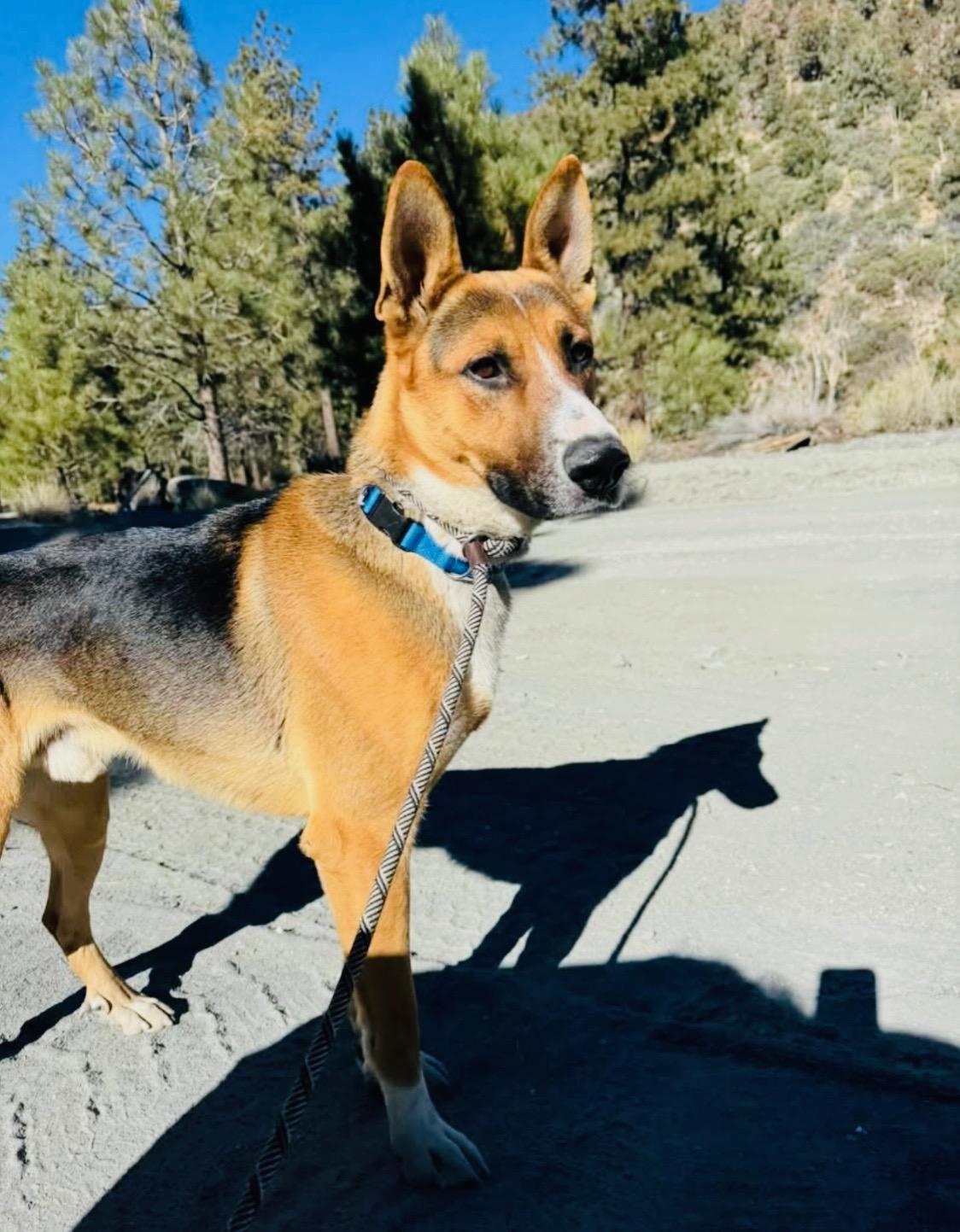 Soulful Xander, a 1.5 year old Shepherd mix, a Adoptable mixed breed in Encino, CA image 4/5