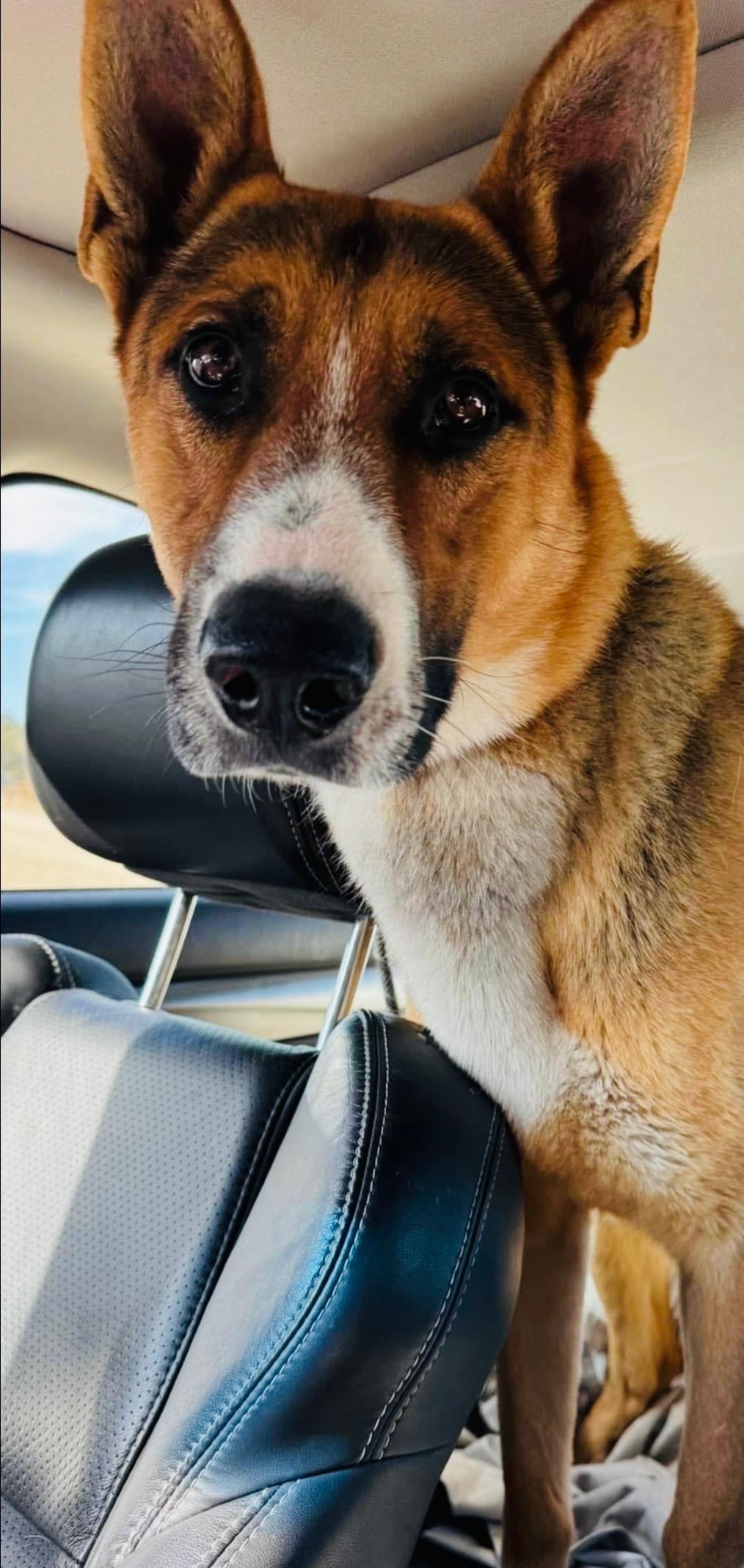 Soulful Xander, a 1.5 year old Shepherd mix, a Adoptable mixed breed in Encino, CA image 5/5