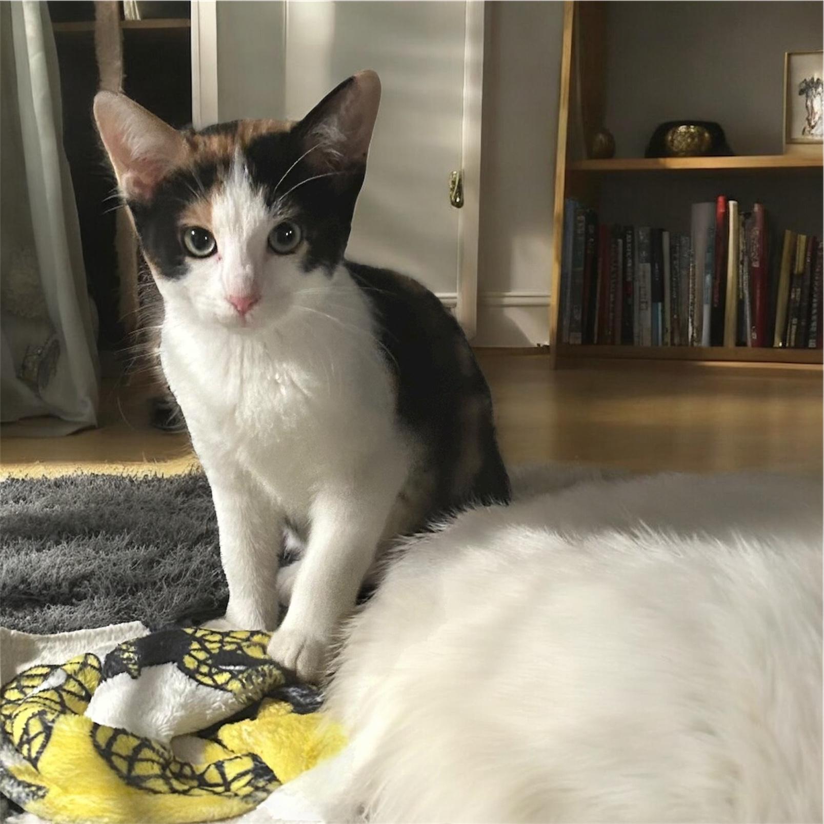 Clementine, Adoptable, Kitten Female Domestic Short Hair.