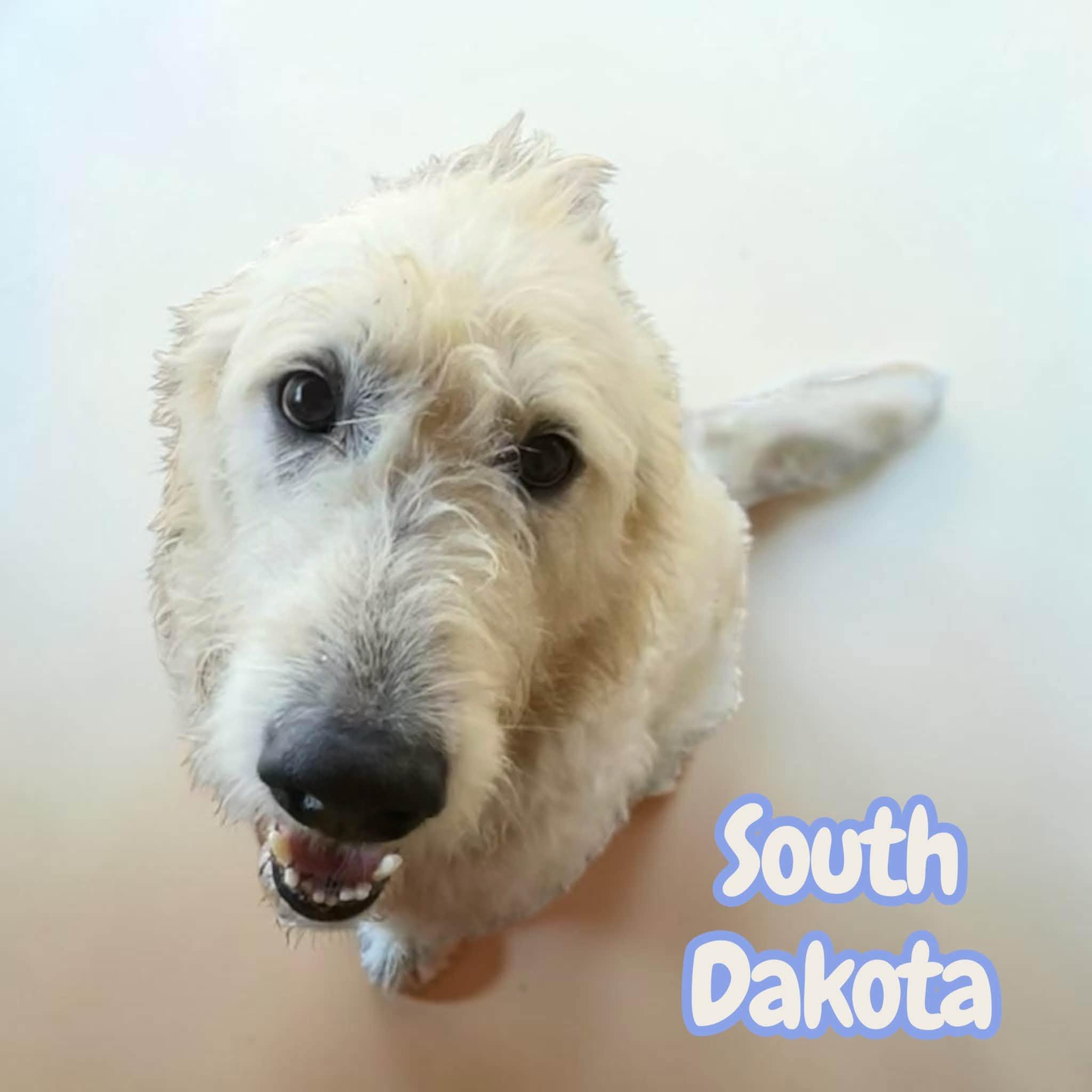 Enlarge South Dakota - sweet, active, loving best friend, a Adoptable mixed breed in Greenwich, CT image 2/5