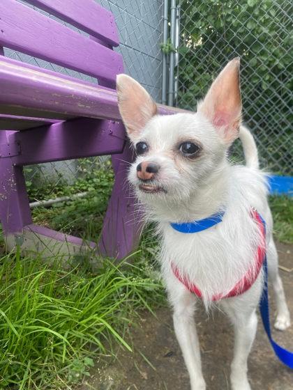 Dexter, Adoptable, Adult Male Cairn Terrier & Chihuahua.