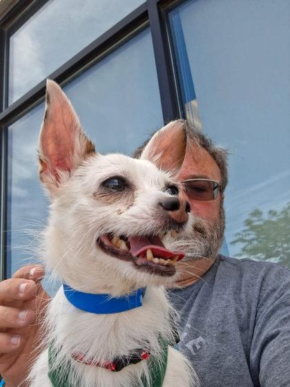 Dexter, a Adoptable mixed breed in Hobart, IN image 2/3