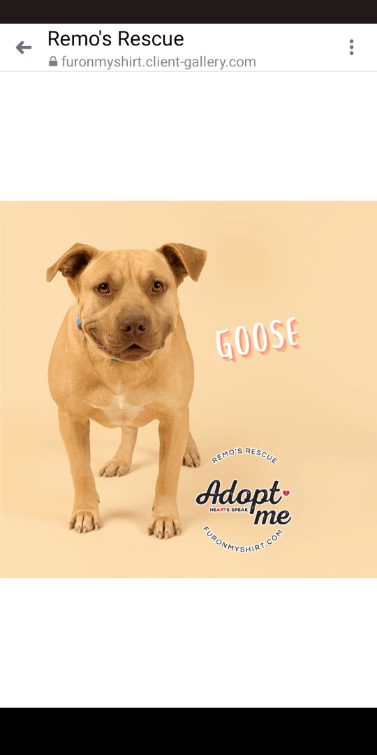 Goose and Susie Bonded Pair, a Adoptable American Staffordshire Terrier in Carthage, MS image 1/8