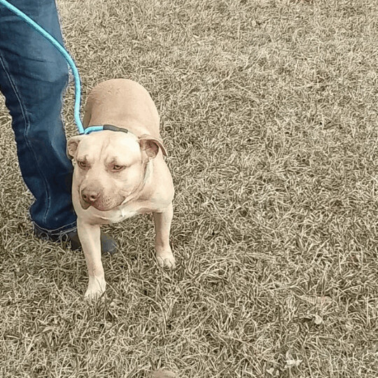 Goose and Susie Bonded Pair, a Adoptable American Staffordshire Terrier in Carthage, MS image 2/8