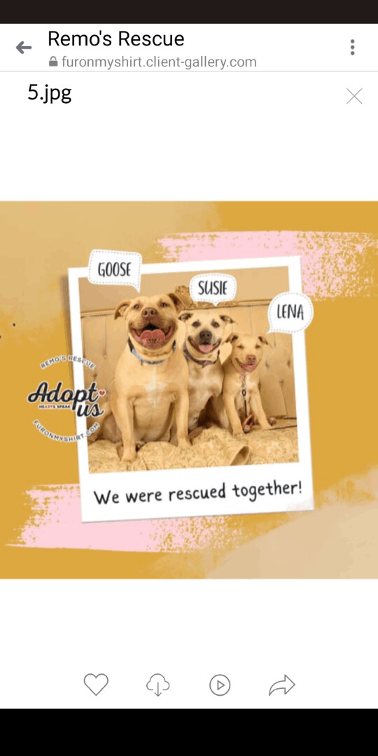 Goose and Susie Bonded Pair, a Adoptable American Staffordshire Terrier in Carthage, MS image 3/8