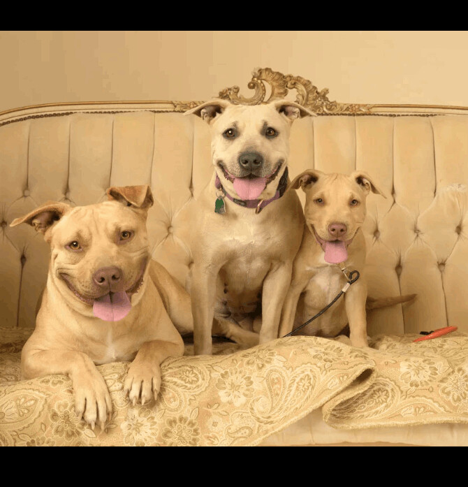 Goose and Susie Bonded Pair, a Adoptable American Staffordshire Terrier in Carthage, MS image 4/8