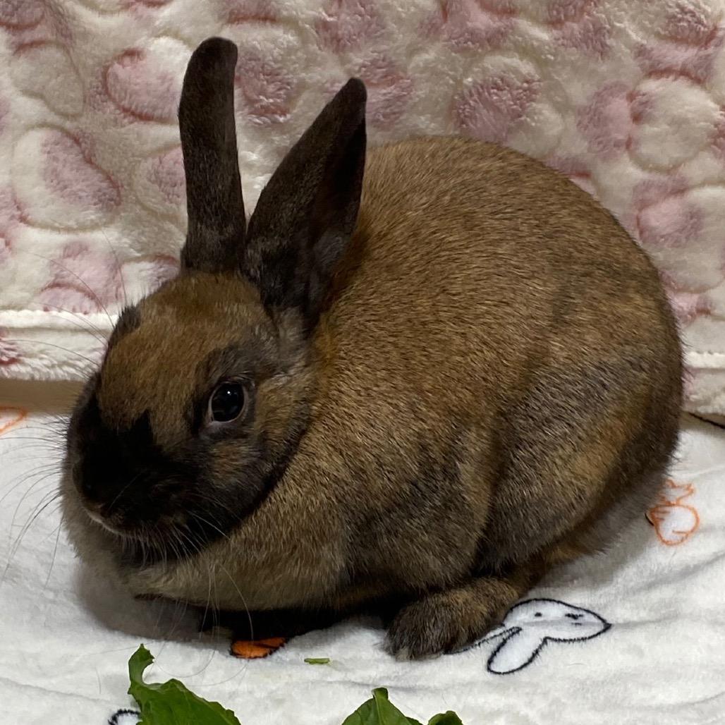 Winnie, a Adoptable American in Puslinch, ON image 1/4