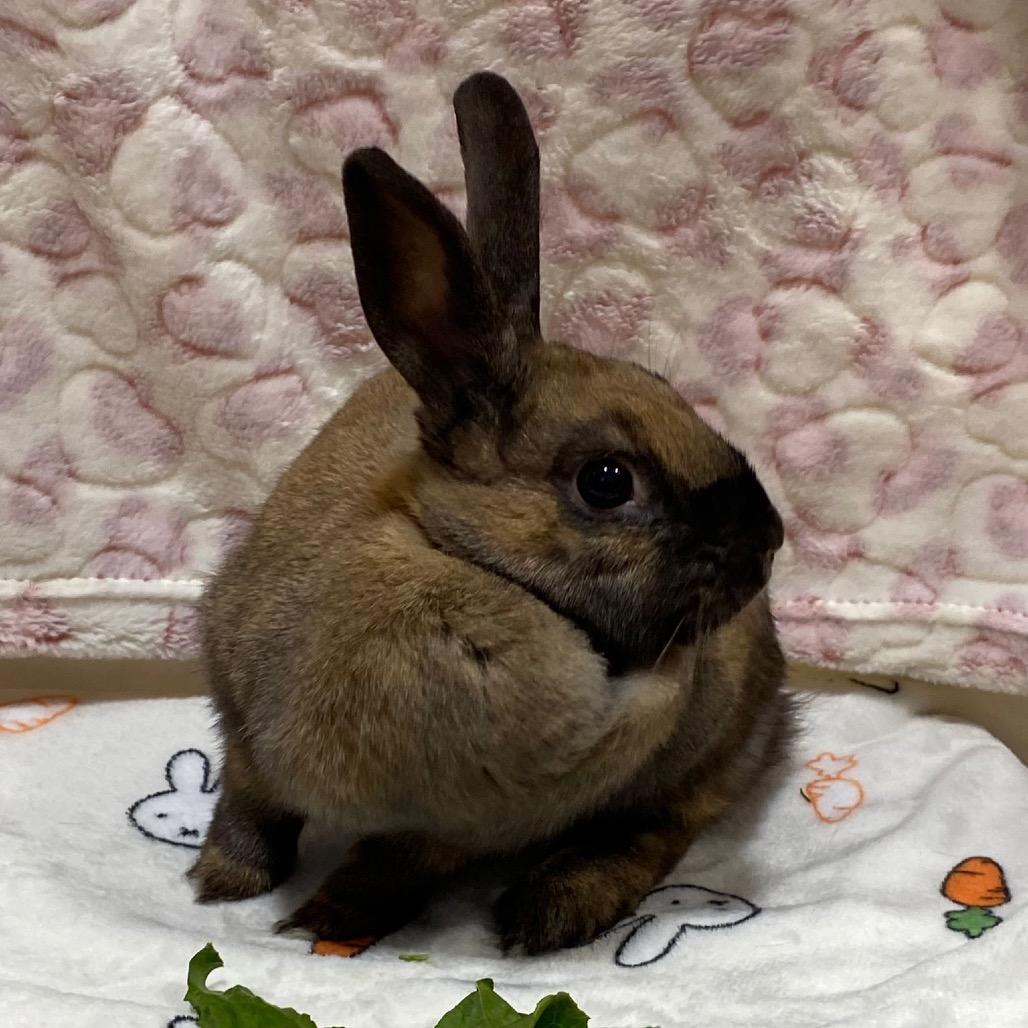 Winnie, Adoptable, Young Female American.